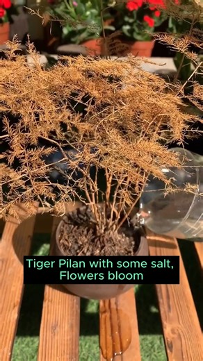 Caring for 4 types of pine trees #gardeninggoals #gardeningistherapy #gardeningtips #gardeninglife #gardening_love #gardeninguk #gardening101 #gardeningtools #gardeningislife #gardeningtherapy #gardeningknowhow #gardeningseason #gardeningismytherapy #gardeningmakesmehappy #gardeningaustraliamag #gardeningday #gardeningideas #gardeningphoto | Home Gardening