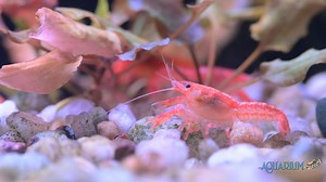 🦞💧 **Spotlight on Freshwater Dwarf Crayfish!** 💧🦞 Hey everyone! Have you heard about freshwater dwarf crayfish? These tiny aquatic wonders are making waves in the world of pet enthusiasts and aquarium lovers! 🌟 Despite their small size, these little crustaceans pack a big punch in terms of personality and ecological benefits. They’re fantastic for maintaining a clean and balanced tank, as they munch on algae and detritus, making them a great addition to any freshwater setup. 🏞️🌿 Their vib