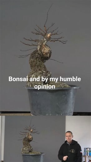 Elm Bonsai With Fantastic Bark Stunning Tree Texture