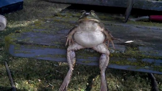 The chillest frog.
