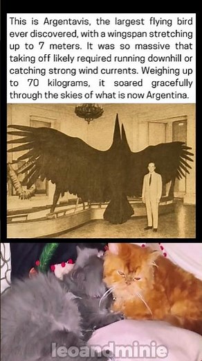 This is Argentavis, the largest flying bird ever discovered, with a wingspan stretching