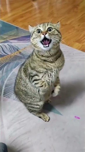 Instant Serotonin Boost (Watch till the end) 📈😻 #cat