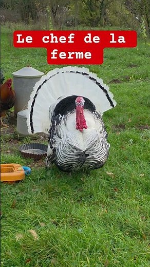Ce coq pense vraiment être le patron de la ferme #shorts #ferme #animaux #coq #humour