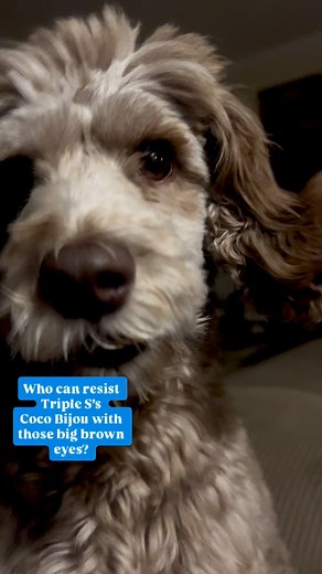 Triple S’s Coco Bijou is ready for action! Tip of the day! Best way to get your pups to sleep better through the night. Play with them before bed while you watch tv! #triplesfarmsdogboardingandtraining #firstwatchdogs2barnyards #faith #dogboarding #dog #love | Triple S Farms DogBarn