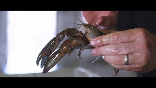 35K views · 92 reactions | Yabbies have been enjoyed by indigenous...