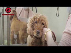 13 Cocker Spaniel Mixes Will Steal Your Heart