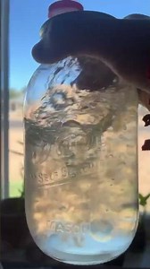 Cubensis Liquid culture 🧬￼