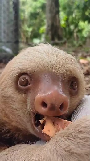 The Sloth Institute on TikTok