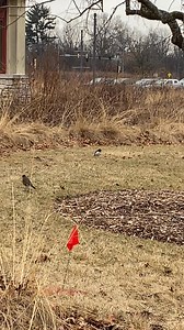 15K views · 283 reactions | Check out this leucistic American robin alongside a regular robin. While albinos are missing all pigmentation, leucistic animals just lack melanin in certain body parts. In this bird's case, it's lacking a robin's characteristic orange belly.  Video taken by ecologist Jennifer Rydzewski at Danada Forest Preserve #leucism #americanrobin #weirdanimals #leucistic | Forest Preserve District of DuPage County | Facebook