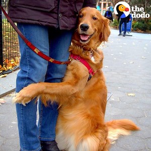 This dog loves meeting strangers on her walks — and giving them a BIG HUG ❤ | The Dodo