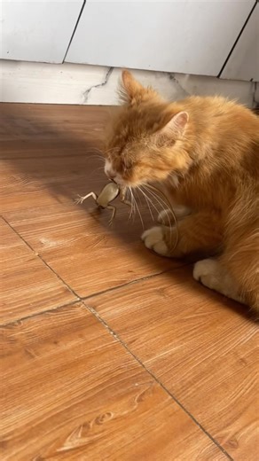 Understanding Cat Behavior in Your Home