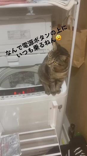 #猫のいる暮らし #猫のいる生活 #可愛い猫 #猫 #猫好き