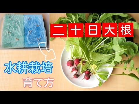 【水耕栽培】二十日大根の育て方【室内育成】