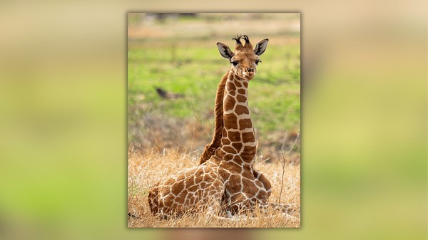 Freddy the giraffe arrives at Caldwell Zoo, boosting conservation initiative