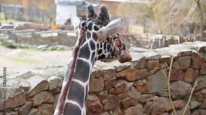 Nubian giraffe (latin name Giraffa camelopardalis camelopardalis), detail of animal head an neck.