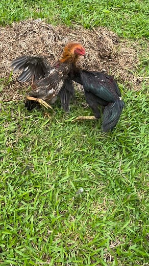 73 reactions · 15 comments | 6 months old batman son  | Lan Romero | Facebook