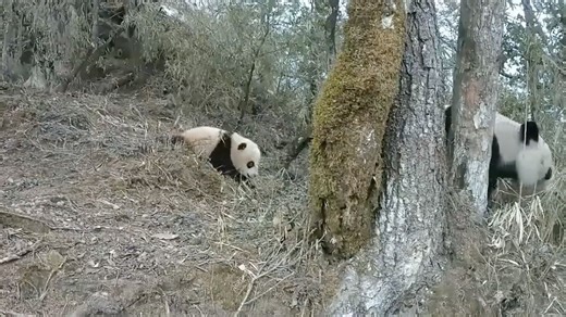 An infrared camera in the Giant Panda National Park in Sichuan's Mianyang recorded a rare sight: a #panda roaming the forest with her cub. In the footage, two chubby figures emerge slowly from the woods, heartwarming and adorable! Mianyang is home to 418 wild pandas, the highest number in China. 🐼 | CGTN