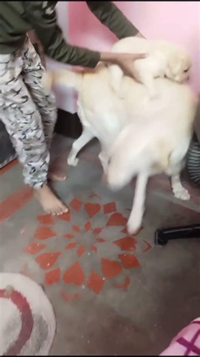 greecy`s love for the cute pup❤️ #viral #labrador#puppy#caring#greecy