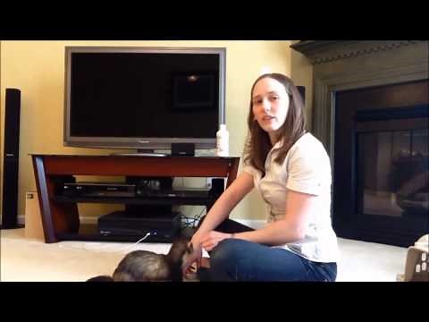 Training your Ferret to Stand Up