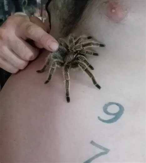 Tales with Scales chilling with the Tarantula The frog days of summer 🤣🐸 #skinzpythonsandpigment #taleswithscales #skinz #snakesofinstagram #ballpythonsofinstagram #spidersoftiktok #spider #tarantula #tarantulasoftiktok #ballpythonsoftiktok #ballpython #ballpythonbreeder #ballpythonlove #exoticpets #herpetology #enjoylife #lovewhatyoudo #dowhatyoulove #dowhatmakesyouhappy #royalpython #arachnid