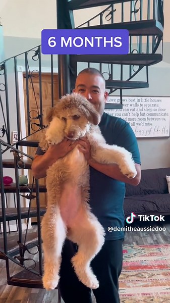 Demi’s Cute Aussie Poo Puppy Growth at 3 Months