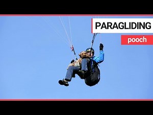Meet Britain’s paragliding DOG that takes to the skies with his owners | SWNS TV