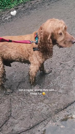 Why do cocker spaniels love mud so much 😅🐾 #doglovers #happydog #funnydogs