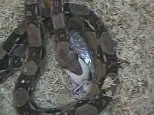 Boa Constrictor Song by J Cash