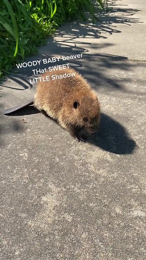 #fyp #orphan #wildlife #survivor #❤️ #love #baby #beavermom #l #s #beckybeaverandfriends #saved