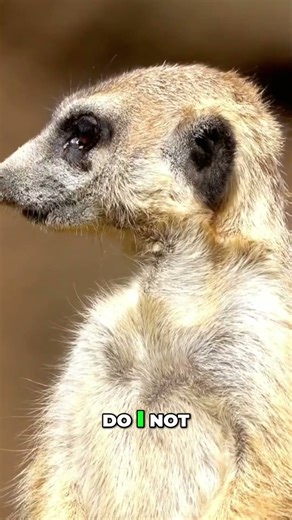 Adoption Trauma - aka My Life as a Meerkat #shorts