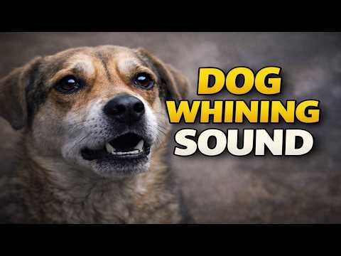 Dog Whining Sound