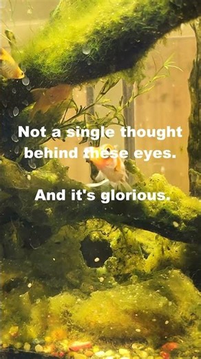 Not a single thought behind these eyes. And it's glorious.