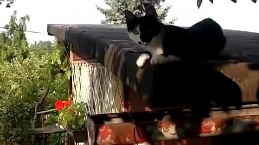 Dogs Decoded - DocumentaryTube