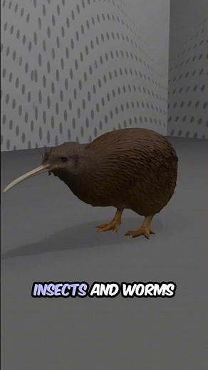 Kiwi Bird Facts | New Zealand’s Flightless National Bird