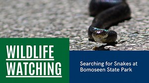 Explore Bomoseen State Park in search of snakes with Vermont Fish and Wildlife Herpetologist Luke Groff. Learn about the different types of places snakes live, meet a couple of our most common snakes, and discover the important roles these often misunderstood creatures play in our ecosystems. Wildlife Watching in Vermont State Parks is made in partnership with Vermont Fish & Wildlife. Learn more about Bomoseen State Park: https://vtstateparks.com/bomoseen.html Learn more about the snakes of Verm