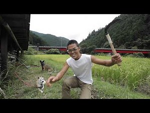 How Rice Is Harvested With No Machines - 100% Hand Tools