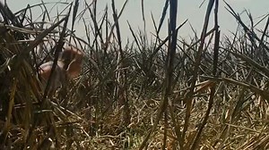 [laroza.co].Looper 2012