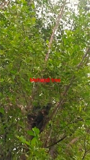 mehndi tree, மருதாணி மரம் #nature