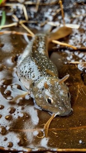 This Fish Can Walk on Land 😳🐟 | Mudskipper Explained