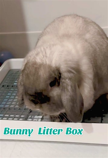 🐰✨ Landen is such a good boy—he’s fully litter box trained! This is hands down the best mess-free bunny litter box solution I’ve found and we absolutely love it. Low maintenance and stress free—just a happy, clean, free roam bun. 💕 #bunnytok #hollandlop #litterboxtrained #petcaretips #freeroambunny