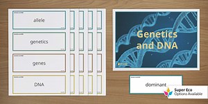 Genetics and DNA Word Wall
