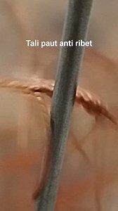 267K views · 2.4K reactions | Tali paut sederhana, anti ribet.. #Talipautayamhutan #handmade @sorotan | Jack Kumpaw | Facebook