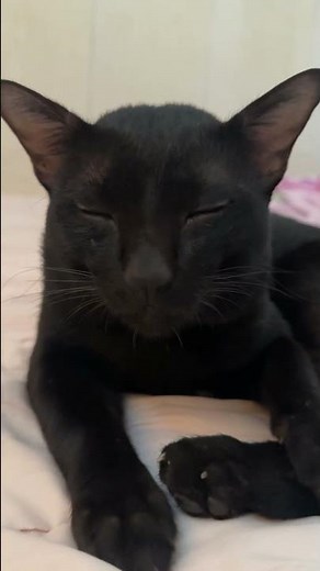 ✨ Relaxing Black Cat Napping Peacefully 🐾 #cat