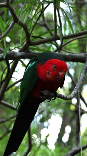 Australian Parrot Bird Call | Australian Bird Sounds | Beautiful Birds Sounds | Birds Chirping Sound