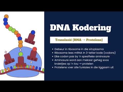 DNA en RNA: Die Kode van die Lewe Volledig Verduidelik