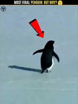 The Truth Behind The Viral Penguin... #shorts