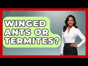 Winged Ants Or Termites? - Insects and Invaders