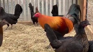 I've always noticed how people always buy Stags, Pullets which isn't bad at all but I always preferred people coming up with the extra money to get a trio or a yard(Rooster and five Hens) When you do this you can actually get enough numbers to see what you have after a year. | troy__gamefarm