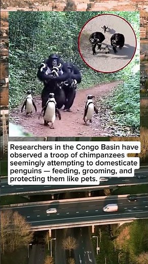 Chimpanzees in Congo Are Trying to Domesticate Penguins — A Strange Cross-Species Bond 🐒🐧