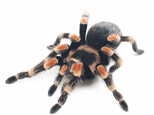 Mexican Red-Knee Tarantula: Care Guide & Species Profile - Everything Reptiles